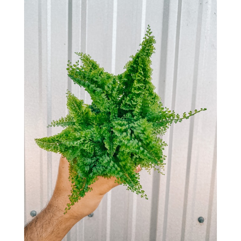 4 Cotton Candy Fern