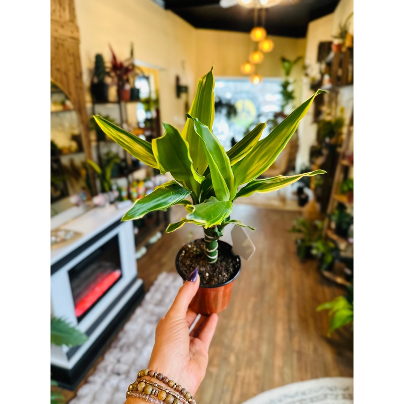 4 Dracaena Moonlight Cane