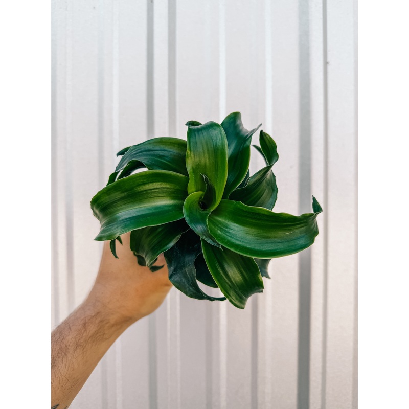 4 Dracaena ‘Tornado’