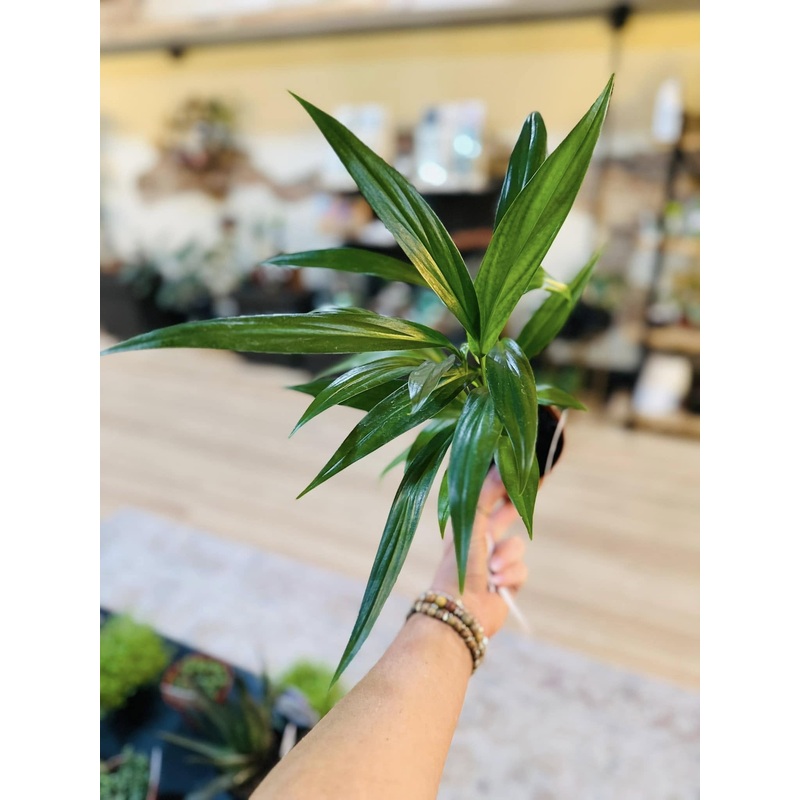 4 Epipremnum Amplissimum
