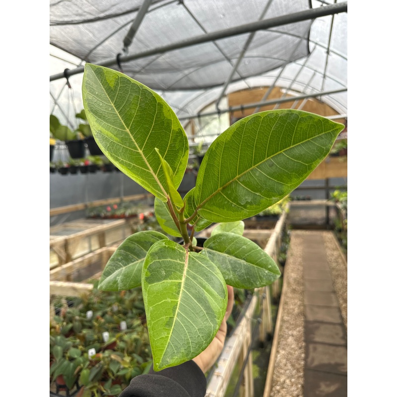 4 Ficus Altissima ‘Golden Gem’