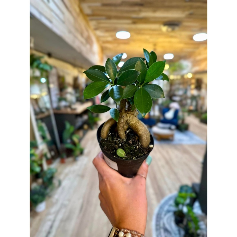 4 Ficus Microcarpa Ginseng