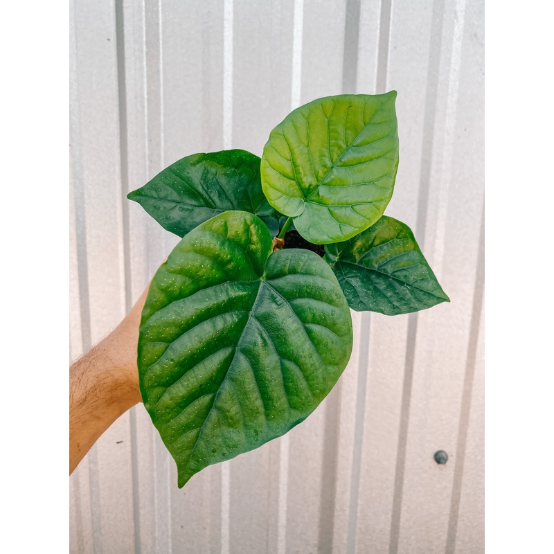 4 Ficus ‘Umbellata’