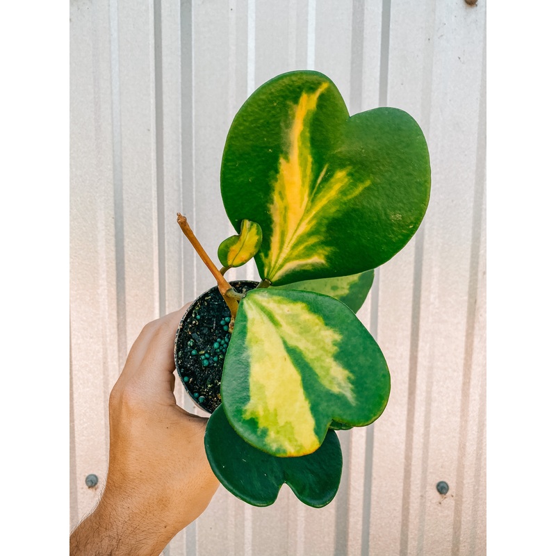 4 Hoya ‘Kerrii’ Reverse Variegated
