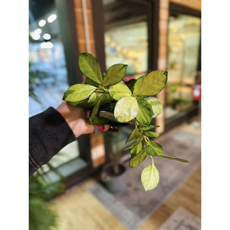 4 Hoya Lisa Australis