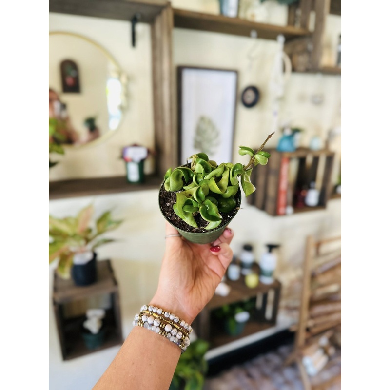4 Hoya Ropes