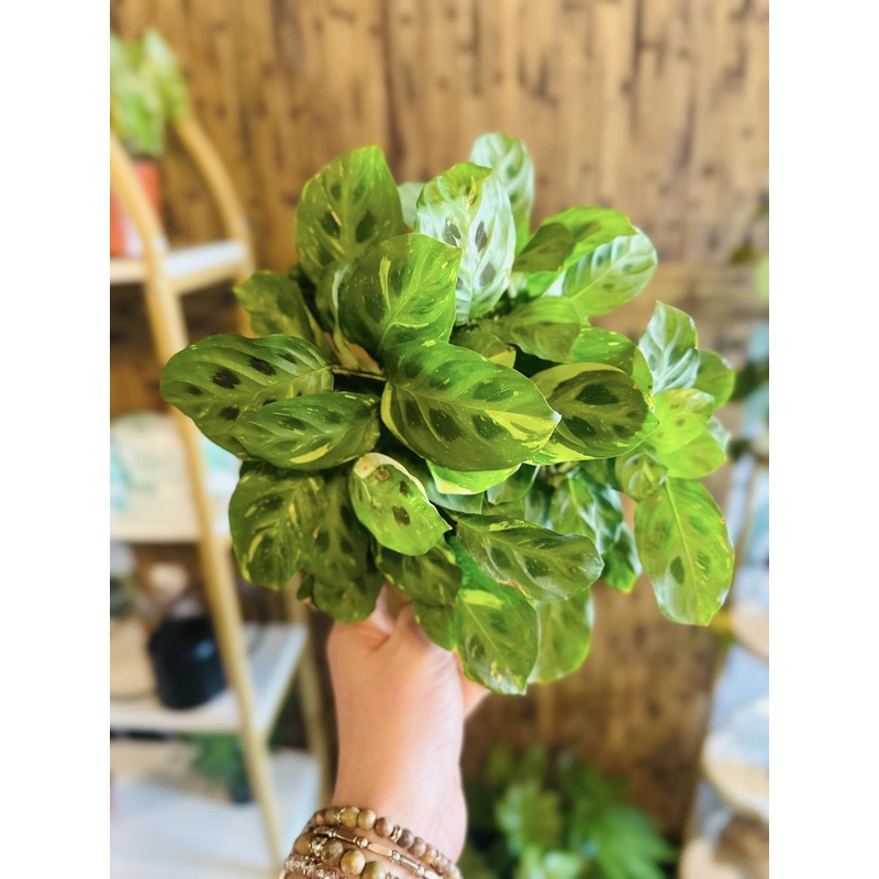 4 Maranta Beauty Kim