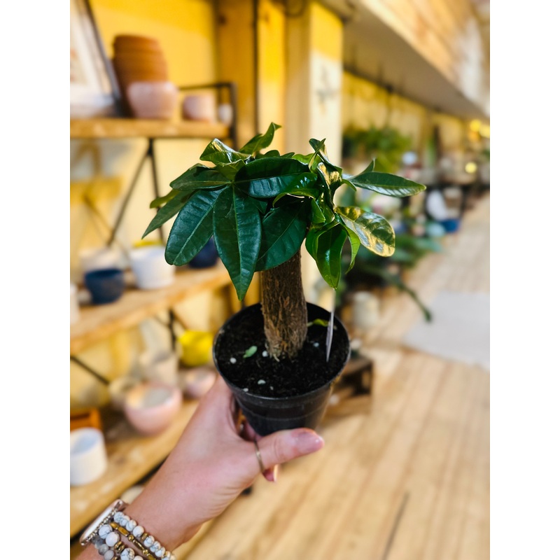 4 Money Tree Stump