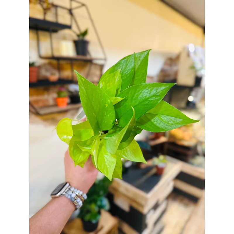 4 Neon Pothos