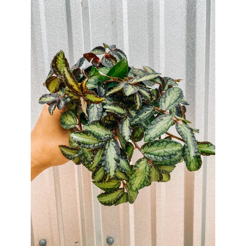 4 Pellionia Repens Watermelon