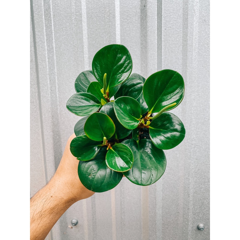 4 Peperomia ‘Obtipan’