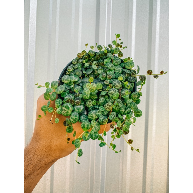 4 Peperomia Prostrata ‘String of Turtles’