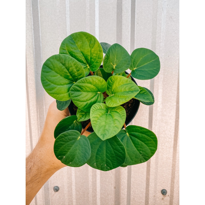 4 Peperomia ‘Rana Verde’