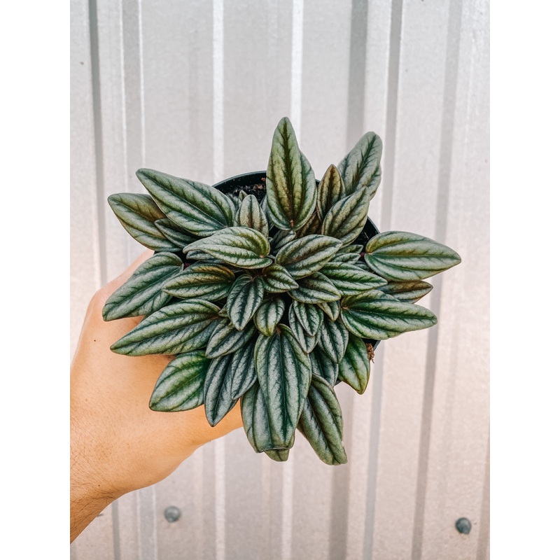 4 Peperomia ‘San Marino’