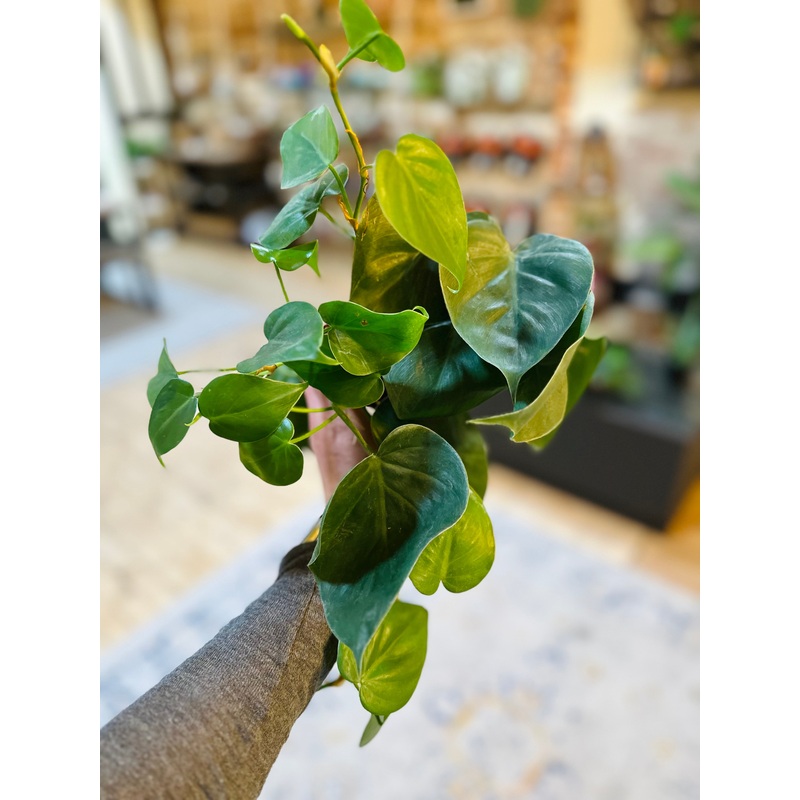 4 Philodendron Heartleaf