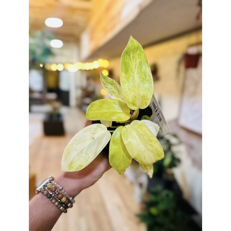 4 Philodendron Painted Lady