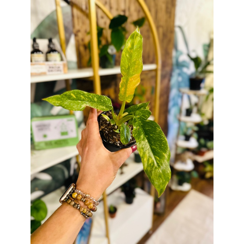 4 Philodendron ‘Ring of Fire’