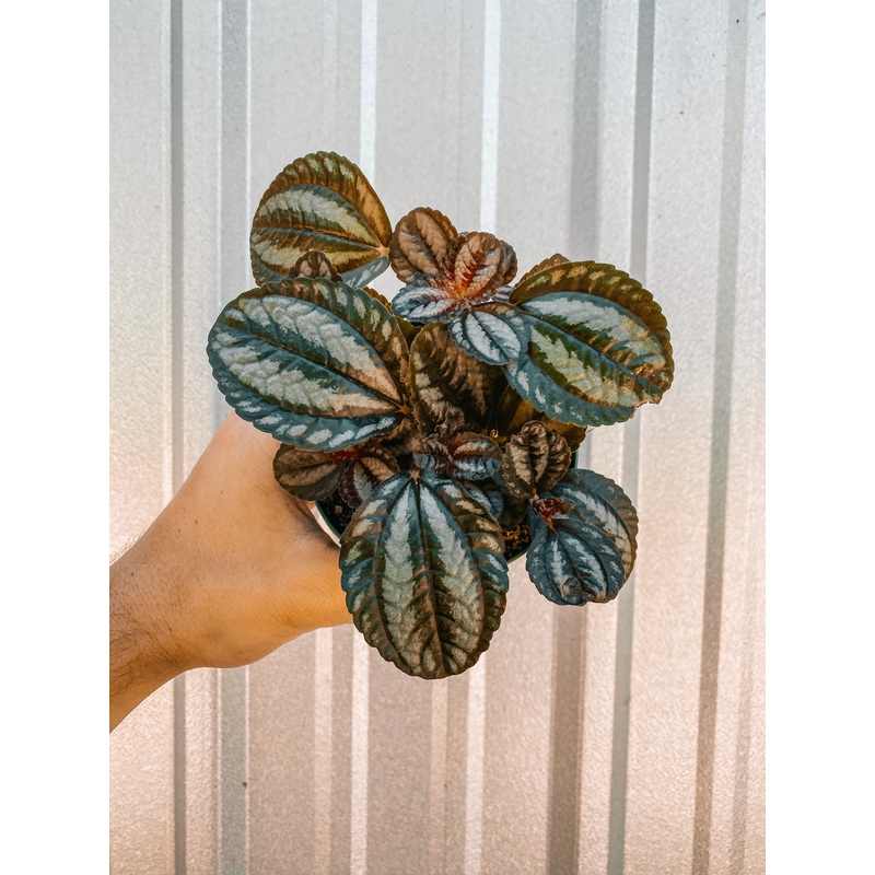 4 Pilea ‘Spruceana’