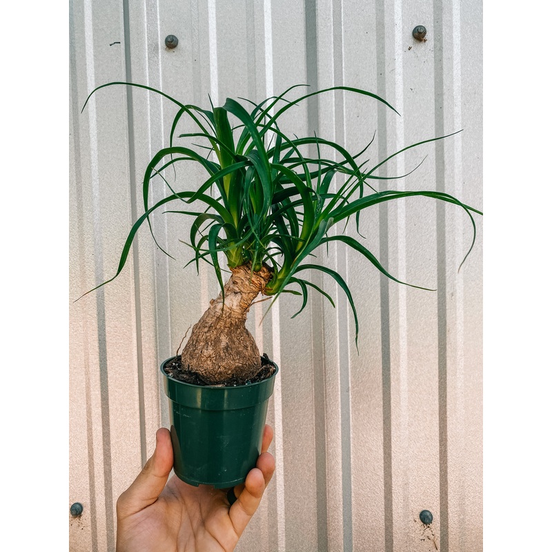 4 Ponytail Palm