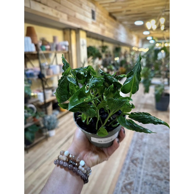 4 Pothos ‘Shangri La’
