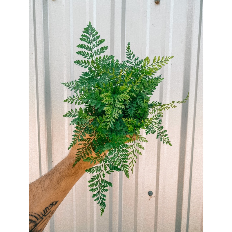 4 Rabbits Foot Fern