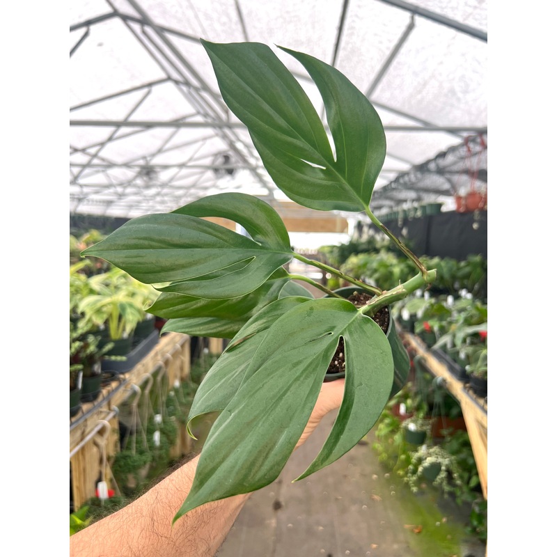 4 Rhaphidophora ‘Decursiva’