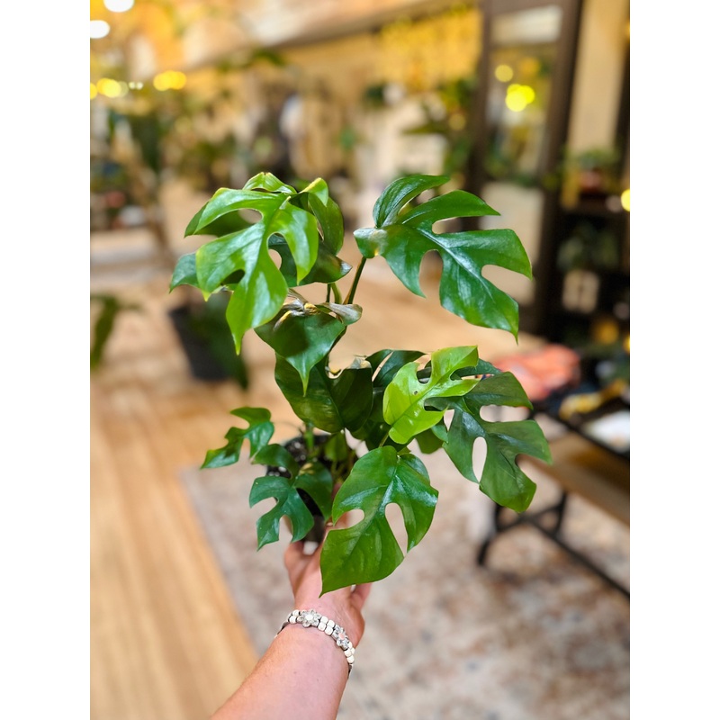4 Rhaphidophora Tetrasperma