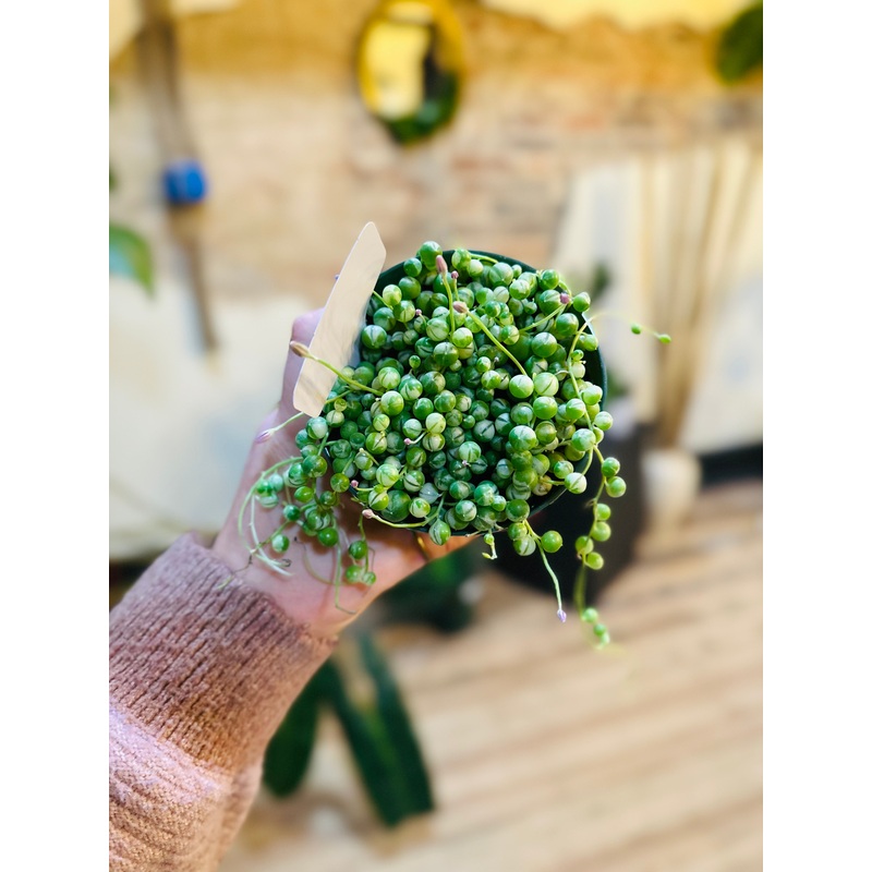 4 String of Pearls Variegated