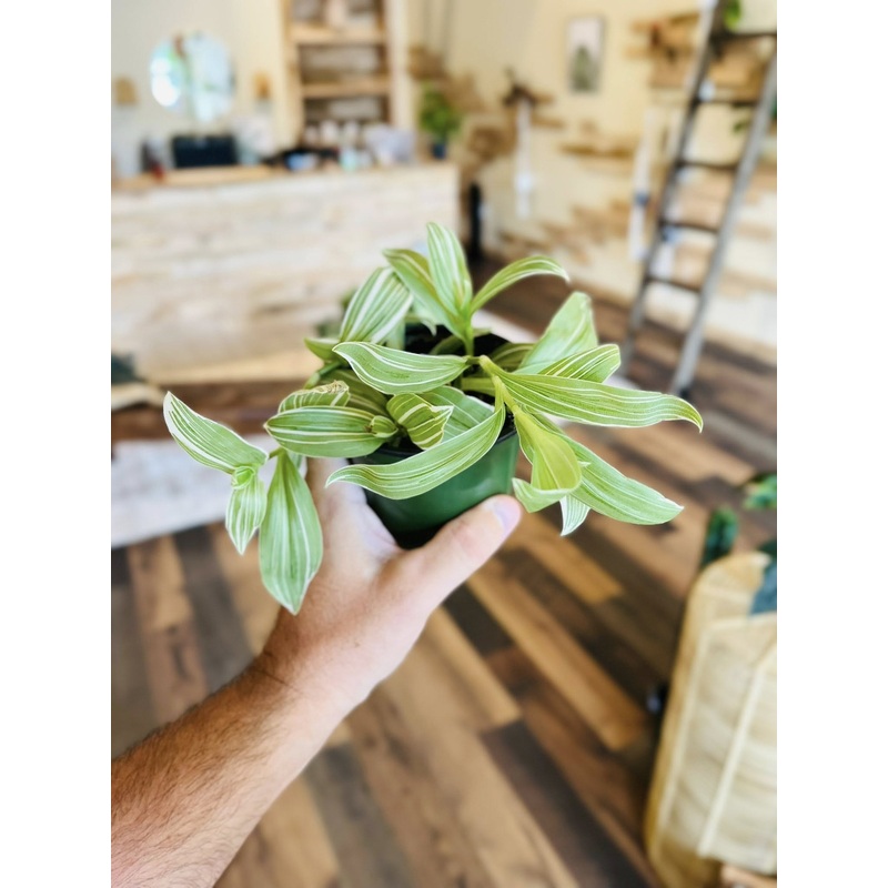 4 Tradescantia White