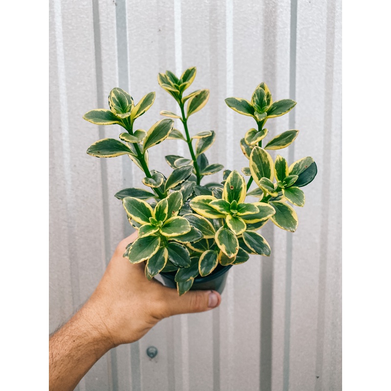 4 Variegated Columnea Hirta ‘Goldfish’