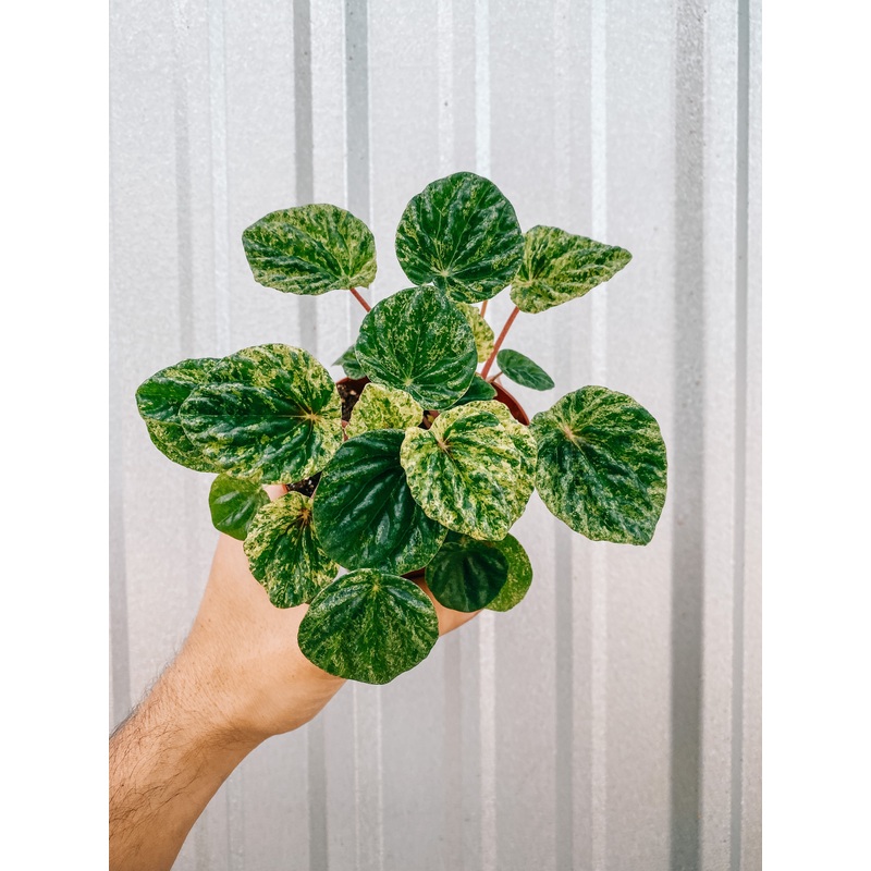4 Variegated Peperomia Caperata ‘Ripple’