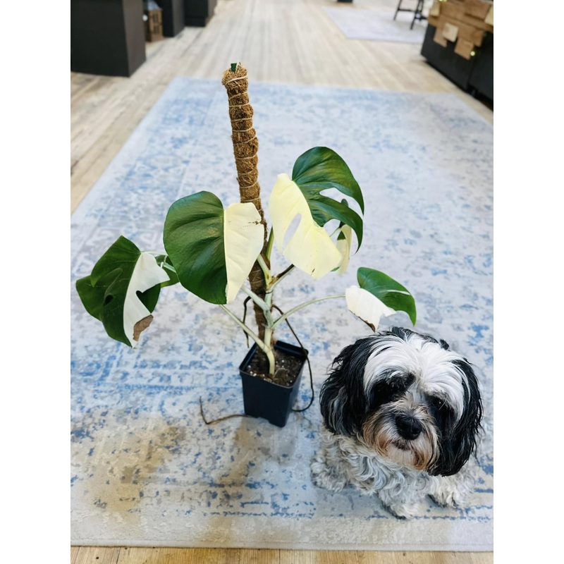 5 Monstera Deliciosa ‘Albo’