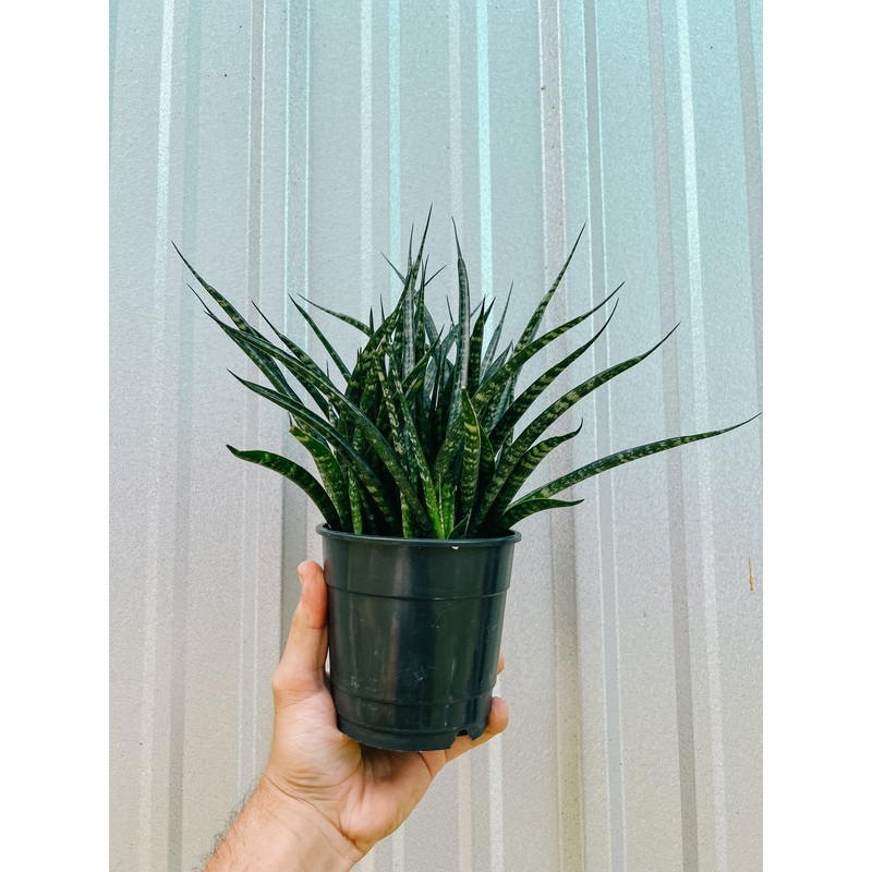 5 Sansevieria ‘Fernwood Mikado’