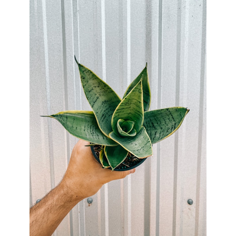 5 Sansevieria ‘Night Owl’