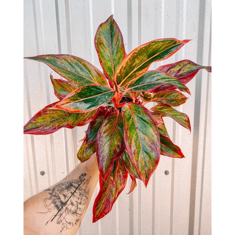 6 Aglaonema ‘Creta’