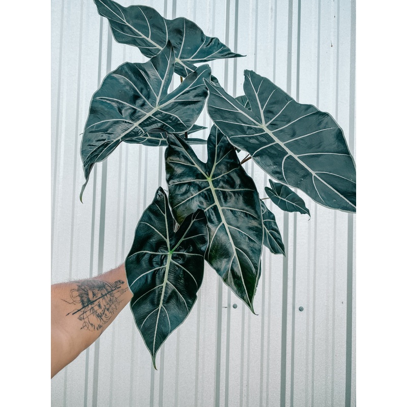 6 Alocasia Longiloba ‘Dragon Tooth’