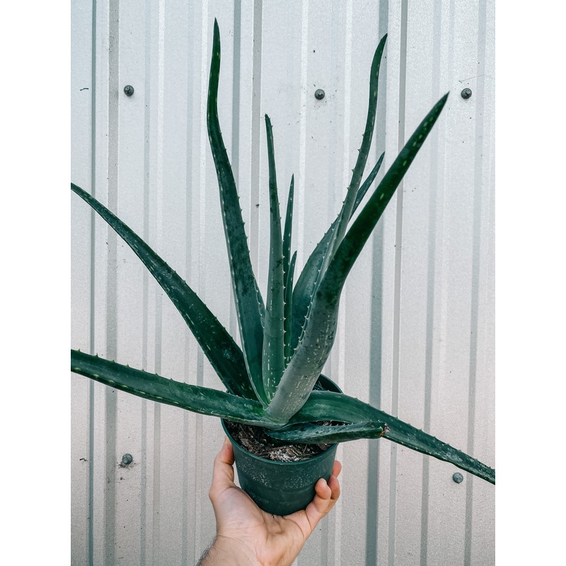 6 Aloe ‘Hedgehog’