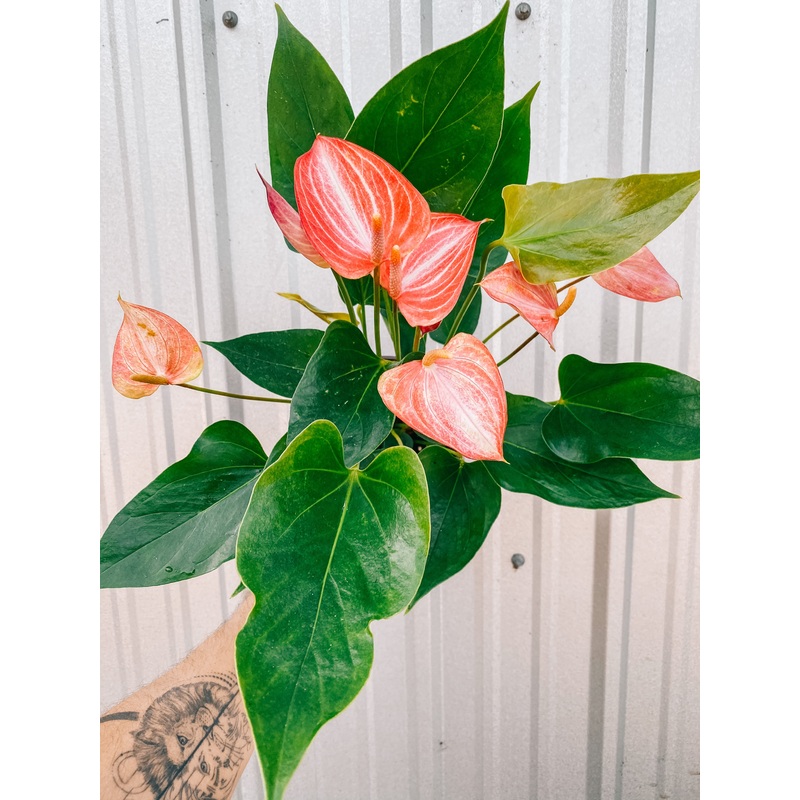 6 Anthurium ‘Livium’