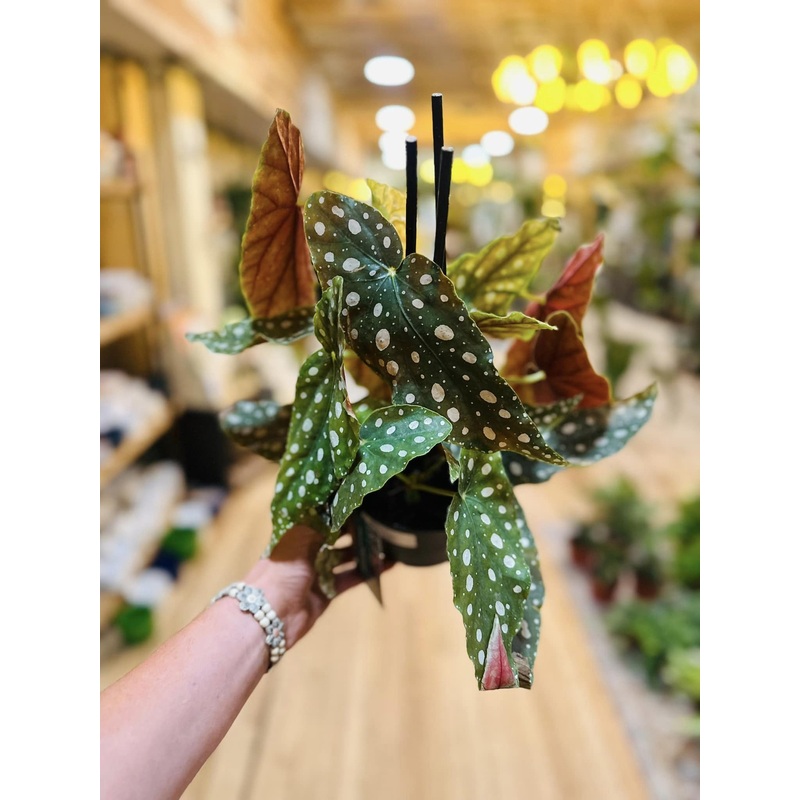 6 Begonia Maculata