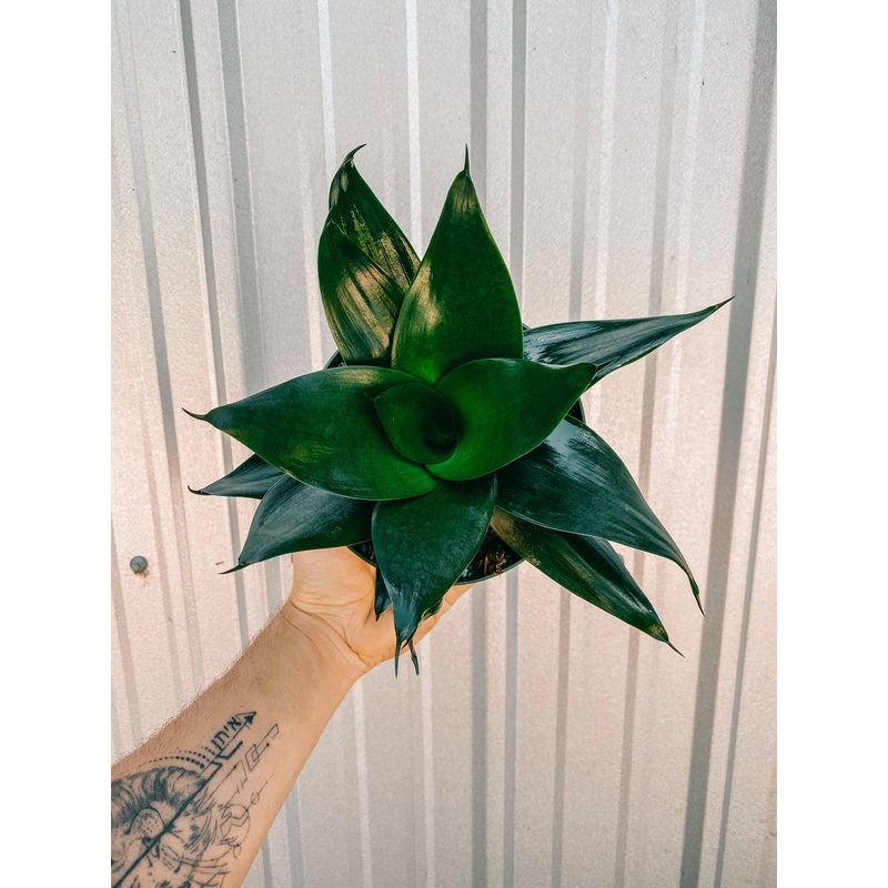6 Bird’s Nest Sansevieria ‘Jade’