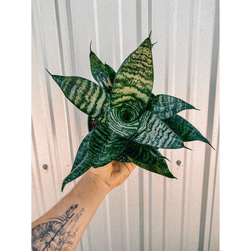 6 Bird’s Nest Sansevieria ‘Robusta’
