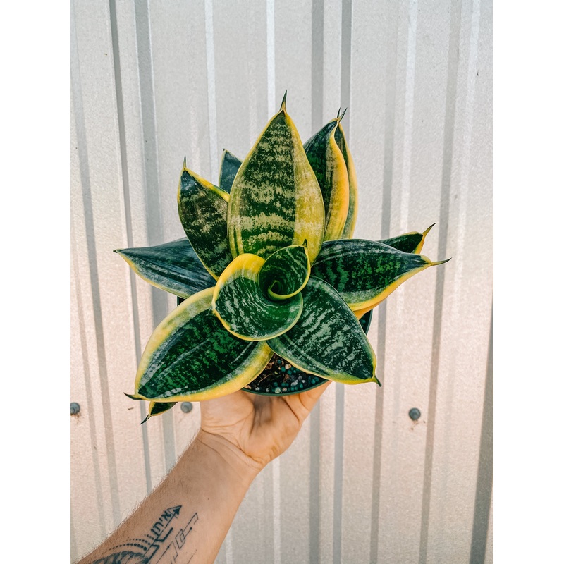 6 Bird’s Nest Sansevieria ‘Superba’