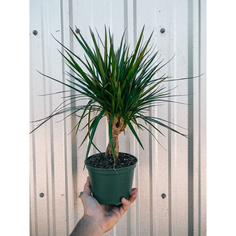 6 Braided Dracaena ‘Marginata’