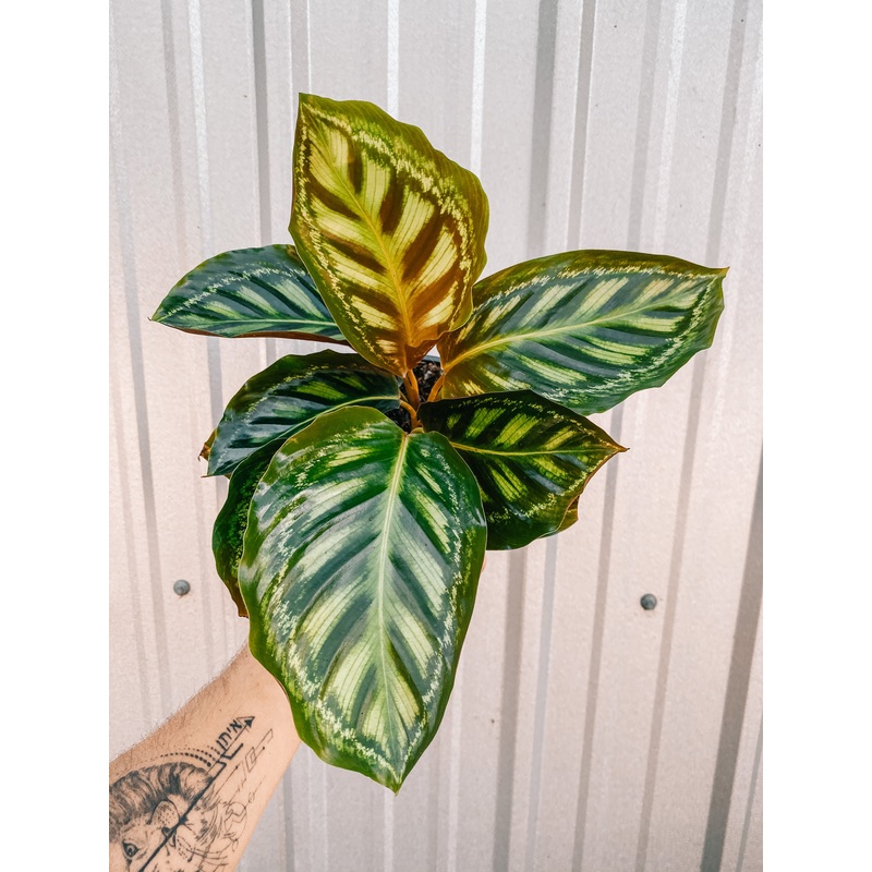 6 Calathea ‘Flame Star’