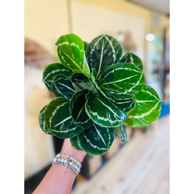 6 Calathea Green Beauty