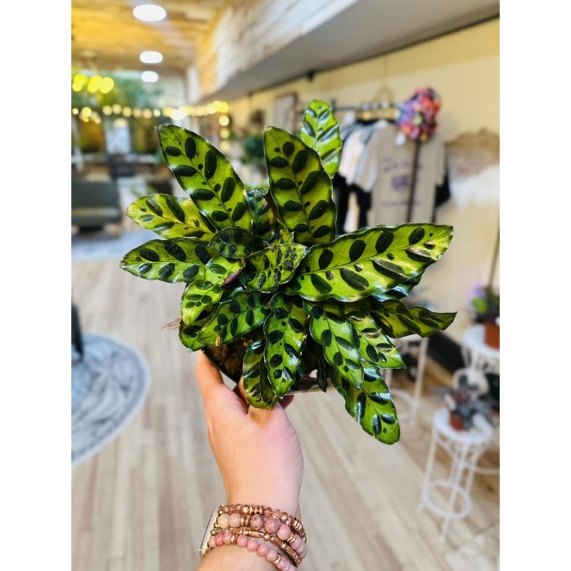 6 Calathea Rattlesnake