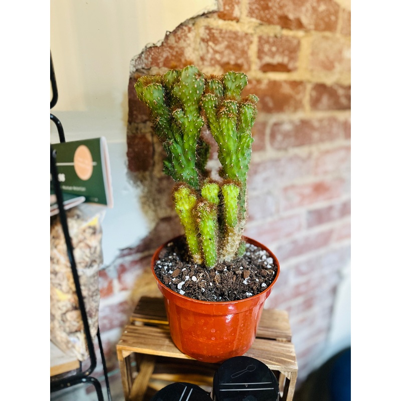 6 Cereus Repandus Monstrose