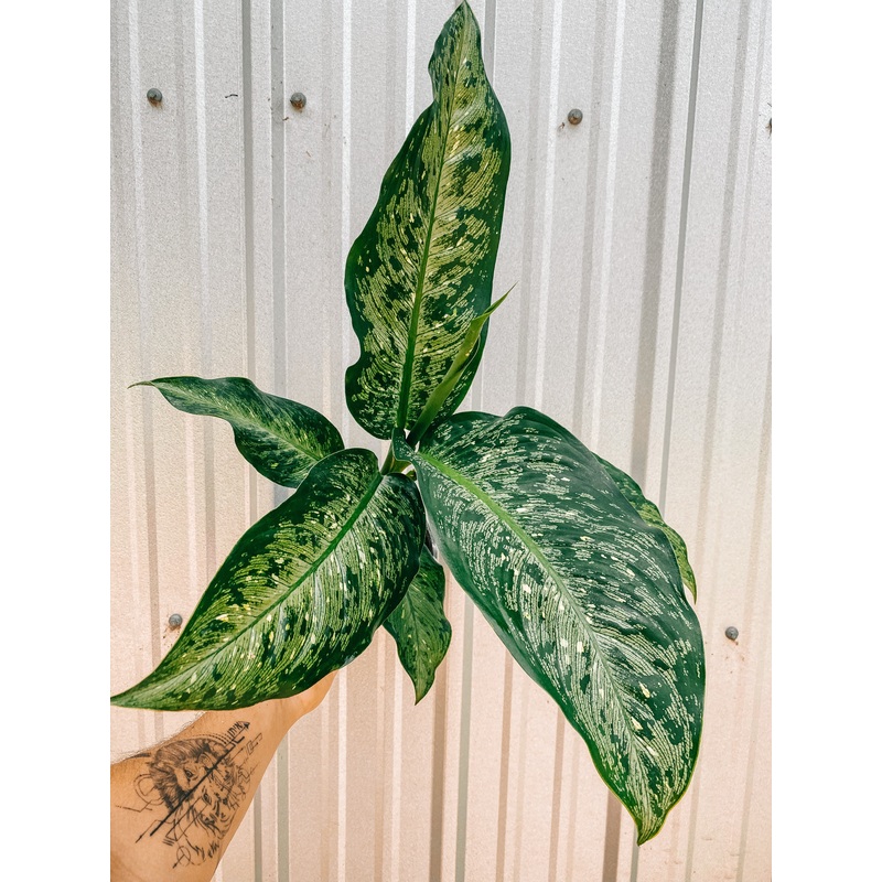 6 Dieffenbachia ‘Tiki’