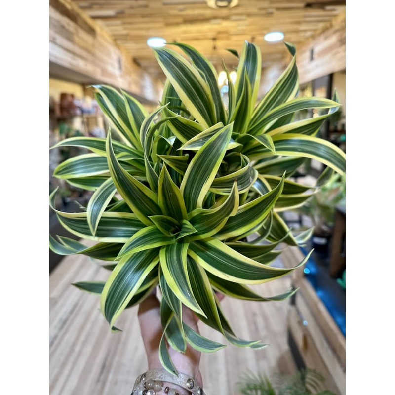 6 Dracaena Song of India