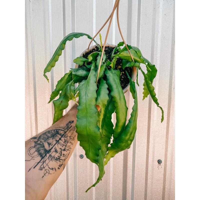6 Epiphyllum ‘Orchid Cactus’ (Hanging Basket)
